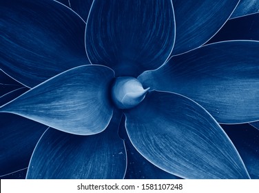 Patrón floral abstracto de la planta de Agave Drago, agave de cola de zorro azul Vista superior del patrón verde floral. Imagen entonada con color de tendencia del año 2020 Azul clásico