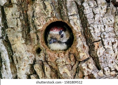 木の穴から見ているアカゲラ dendrocopos マイナーなオス。野生動物のかわいい小さな森の鳥。