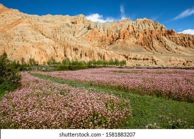 Полета с елда и червената планина Dhakmar на заден план, Горен Мустанг, Непал