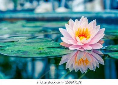 Schöner rosa Lotus, Wasserpflanze mit Spiegelung in einem Teich