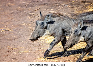 Warthog (Phacochoerus aethiopicus) corriendo a lo largo de un camino de tierra para un safari en la reserva de Bandia, Senegal. Es una foto de vida salvaje de África. Son retratos de animales.