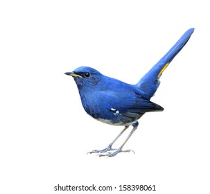 Weißbauch-Rotschwanz, Weißbauch-Rotschwanz (Hodgsonius phaenicuroides) schöner blauer Vogel lokalisiert auf weißem Hintergrund