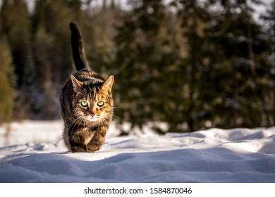 Kat loopt in de sneeuw.