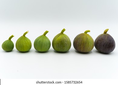 Arrangement of ripe figs on white background. Fresh fig fruits composition from small to big one. Changing of colors from green to purple, healthy nutrition