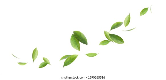 白い背景の上の新鮮な緑の柑橘類の葉