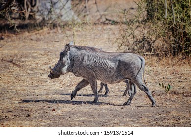 Warthog, Phacochoerus aethiopicus corre a lo largo de un camino de tierra para realizar un safari en la reserva Bandia, Senegal. Es una foto de vida salvaje de África.
