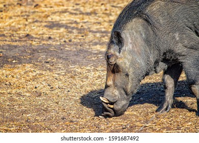 Foto de cerca de Warthog, Phacochoerus aethiopicus corre a lo largo de un camino de tierra para un safari en la reserva de Bandia, Senegal. Es una foto de vida salvaje de África. Es un día soleado.