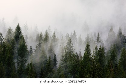 Un lucious bosque verde oscuro con una fresca niebla crea una imagen que es perfecta para cualquier fondo, ya sea una computadora portátil o su teléfono.