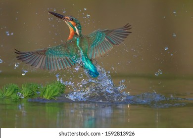 Der Eisvogel (Alcedo atthis), der eurasische Eisvogel und Fluss-Eisvogel, ist ein kleiner Eisvogel mit sieben Unterarten, die in seiner weiten Verbreitung in Eurasien und Nordafrika anerkannt sind.