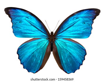 白い背景に分離された美しい蝶