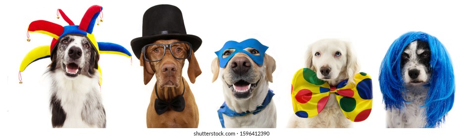 Banner five dogs celebrating carnival, halloween, new year wearing clown hat, bowtie, blue wig, mask and cape costume. Isolated on white background.