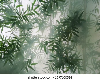 árboles de bambú tropical detrás del vidrio esmerilado en la niebla con retroiluminación. decoración de locales de plantas verdes, fondo. el diseño exótico natural.