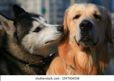 Siberische Husky en Labrador lopen samen. Ze kennen elkaar al heel lang. Ze zijn elke keer blij elkaar te ontmoeten.