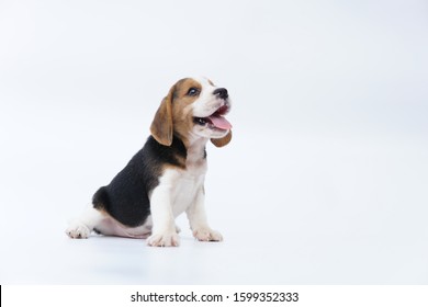 Smiley beagle pup geïsoleerd op een witte achtergrond. Foto hebben kopie ruimte voor reclame