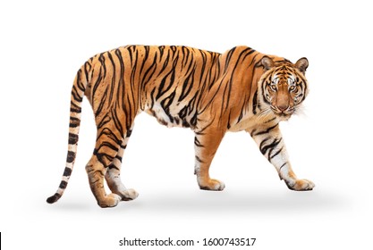 koninklijke tijger (P. t. corbetti) geïsoleerd op een witte achtergrond uitknippad opgenomen. De tijger staart naar zijn prooi. Jager-concept.