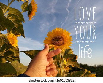 Inspirational motivational quote - Love your life. With Korean love sign hand gesture on sunflower garden and bright blue sky background. Words of wisdom concept.