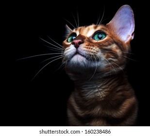 Hermoso gato bengalensis si está aislado en un fondo negro.