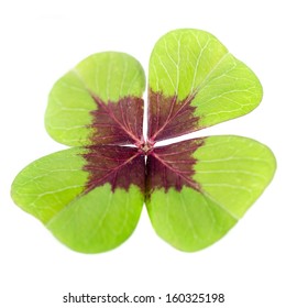 4-leaved cloverleaf before white background