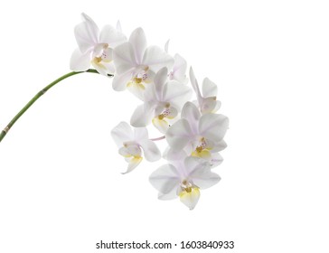 Orchideebloem op een witte achtergrond. Ruimte voor tekst kopiëren.