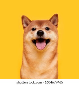 黄色の幸せな柴犬犬。赤毛の日本犬の笑顔のポートレート