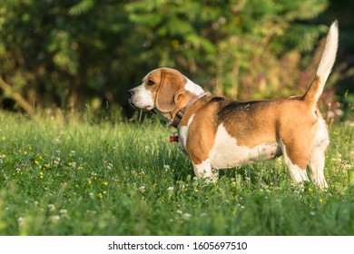 one Beagle puppy Jette close-up, standing in the lawn, with grass stalks and white clover flowers all around