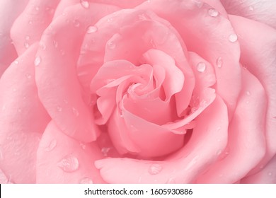 Schöne hellrosa Rose blüht frische süße Blütenmuster mit Wassertropfen für Valentinstag Hintergrund