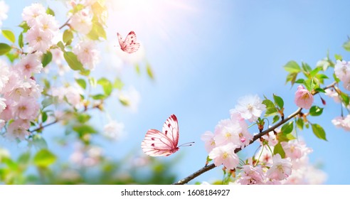 Hermosa mariposa rosa y rama de flor de cerezo en primavera sobre fondo de cielo azul, enfoque suave. Increíble imagen artística elegante de la naturaleza primaveral, marco de flores rosas de Sakura y mariposa.