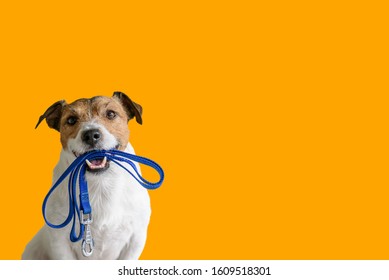 Hondenoppasconcept met een gelukkige actieve hond die een hondenriem in de mond houdt, klaar om te gaan wandelen
