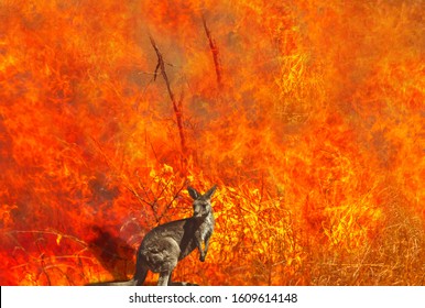 Australian wildlife in bushfires of Australia. Kangaroo with fire on the background. The 2020 devastating wildfires affecting Australia are considered the most deadly ever seen.