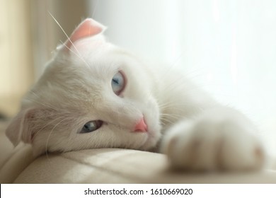 schattige witte kat met blauwe ogen rust op een bank voor het raam