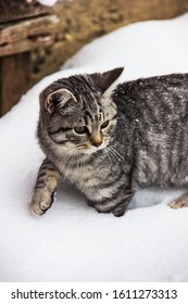 Leuk verward katje in de sneeuw