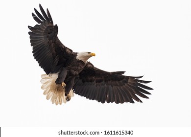 An American Bald Eagle coming in for a landing.