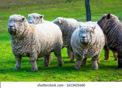 Olde English Babydoll Southdown неостригана безрога овца на поляна със зелена трева. Породата е дребна овца с къси крака и лице с формата на плюшено мече.