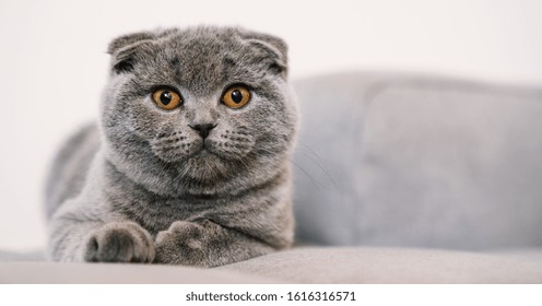 ソファに横たわる高貴な誇り高き猫。青灰色の毛皮を持つスコティッシュフォールド ショートヘアで、個々のテキスト用のコピースペースがあります。