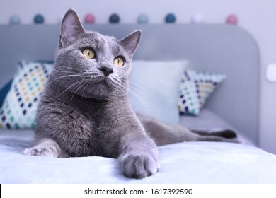Grijze kat ontspannen op bed. Russische blauwe kat op gezellige interieur. Dierenverzorging, vriend van de mens.