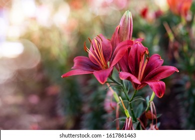 Blumenstrauß aus roter Lilie mit natürlichem Hintergrund, Osterlilie
