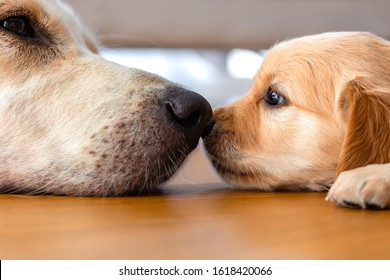 Een golden retriever-puppy die op de vloer ligt met zijn moederhond neus aan neus.