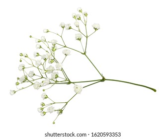 Cận cảnh những bông hoa gypsophila nhỏ màu trắng bị cô lập trên nền trắng