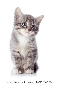 White-and-gray tabby kittens HD wallpaper download