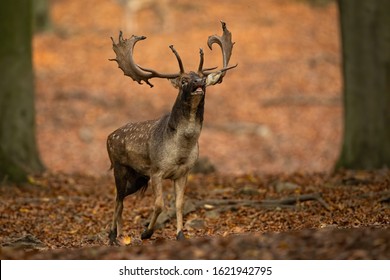 Powerful fallow deer, dama dama, stag roaring in autumn forest in rutting season. Wild male mammal calling with mouth open and protecting its territory in nature.