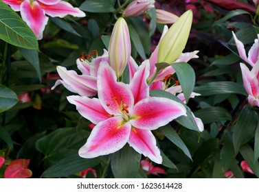 Wunderschöne rosa-weiße Blüte der orientalischen Hybrid-Lilie 'Siponto'