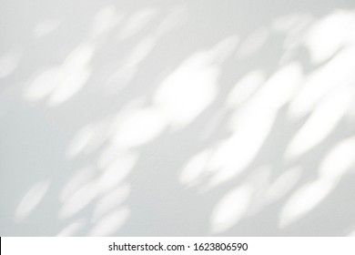 Abstract laat schaduw en licht onscherpe achtergrond met lichte bokeh, natuurlijke bladeren boomtak op witte muur textuur, behang, zwart-wit, zwart-wit, natuur schaduw patroon op de muur