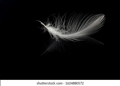 La pluma de un pájaro flotando en el agua sobre un fondo negro. Mira el sutil reflejo de la pluma en el agua.