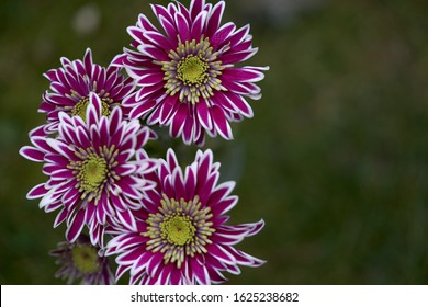 Close up van Chrysanthemum indicum bloem. Bekend als Indiase chrysant. Purpere chrysantenbloem op onscherpe achtergrond.
