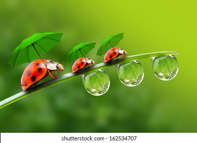Natural background from rainy season. Three ladybugs with umbrella walking on the grass.