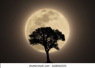 孤独な木の枝の背後にある明るい月明かりと空とスーパー ムーンの夜の風景。静けさの自然の背景。夜の屋外。