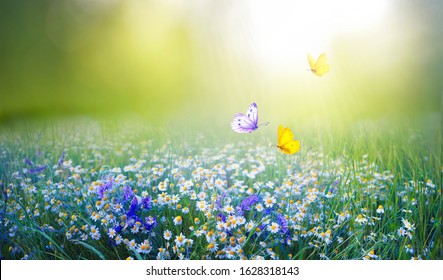 Schöne Feldwiese blüht Kamille und violette wilde Glocken und drei fliegende Schmetterlinge im morgendlichen grünen Gras im Sonnenlicht, Naturlandschaft. Herrliche pastorale luftige frische künstlerische Bildnatur.