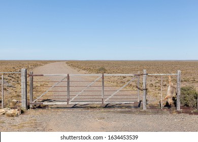 Numerosos zorros de las pampas asesinados en el cerco de una propiedad rural en la ruta 3, Argentina
