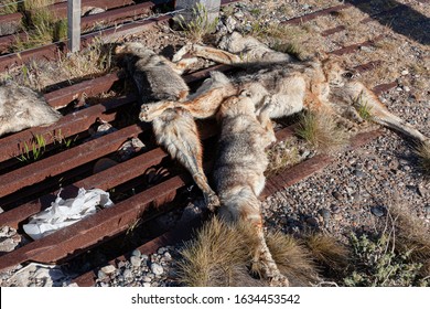 Numerosos zorros de las pampas asesinados en el cerco de una propiedad rural en la ruta 3, Argentina