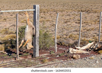 Numerosos zorros de las pampas asesinados en el cerco de una propiedad rural en la ruta 3, Argentina